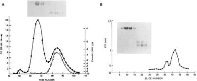 The complex role of kininogens in hereditary angioedema